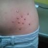 Piercing portfolio work by Tattoo Liz